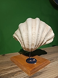 MERCAN MOBİLYA AKSESUAR,DENİZKABUĞU  BÜYÜK , Polyester Dekoratif Biblo, hediyelik eşya